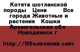 Котята шотланской породы › Цена ­ 40 - Все города Животные и растения » Кошки   . Архангельская обл.,Новодвинск г.